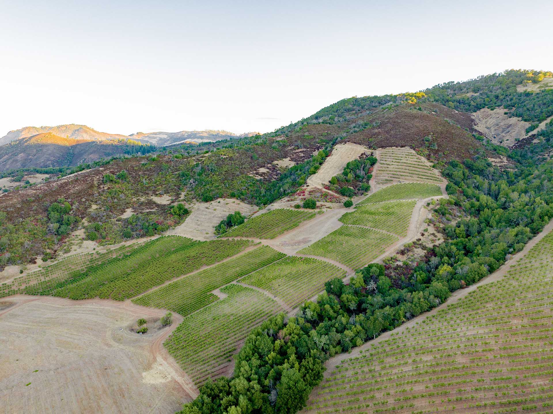 Aerial view of a vineyard nestled in hilly terrain, showcasing sections dedicated to grenache grapes, interspersed with patches of greenery and sparse vegetation under a clear sky.