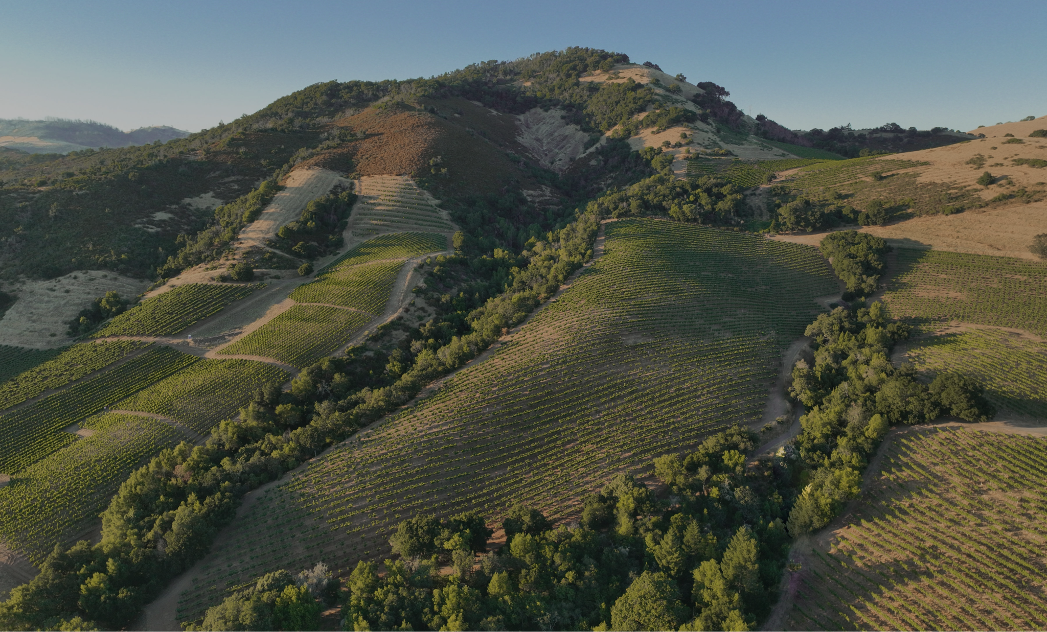 An aerial view of Hamel reveals rolling hills adorned with vineyards and patches of forest, all under a clear blue sky.